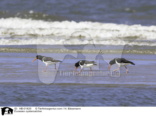 Austernfischer / Eurasian oystercatcher / HB-01825