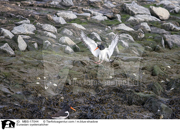 Austernfischer / Eurasian oystercatcher / MBS-17044