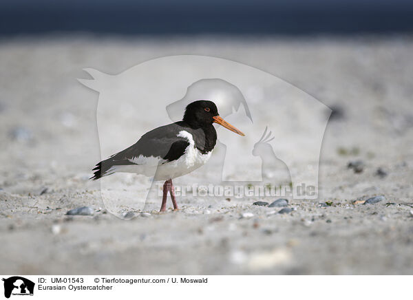 Eurasian Oystercatcher / UM-01543