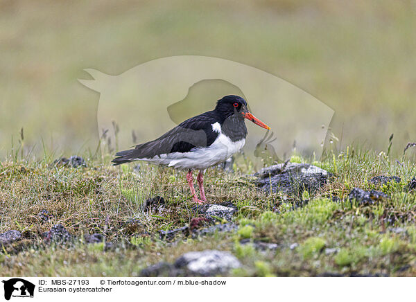 Austernfischer / Eurasian oystercatcher / MBS-27193