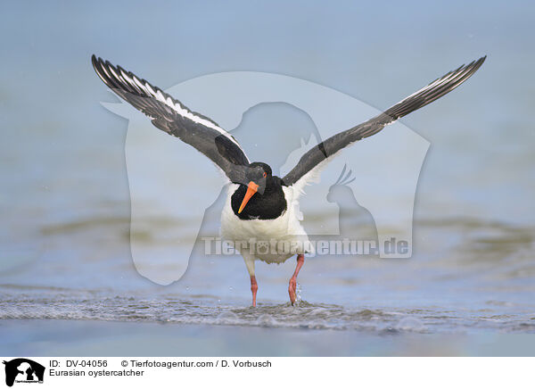 Austernfischer / Eurasian oystercatcher / DV-04056