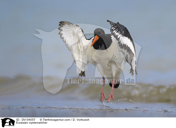 Austernfischer / Eurasian oystercatcher / DV-04057