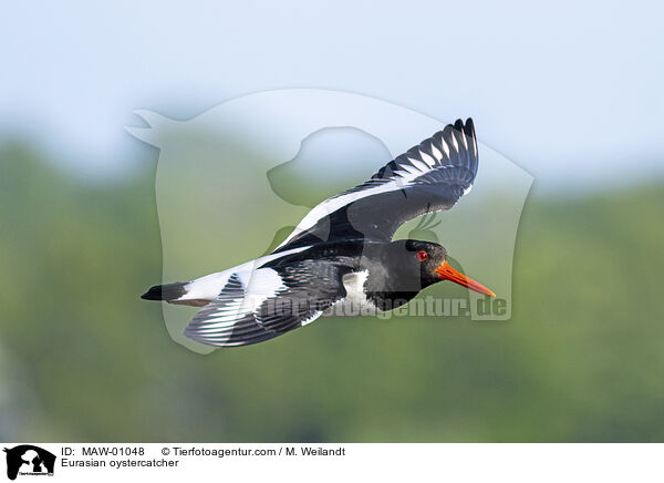 Austernfischer / Eurasian oystercatcher / MAW-01048