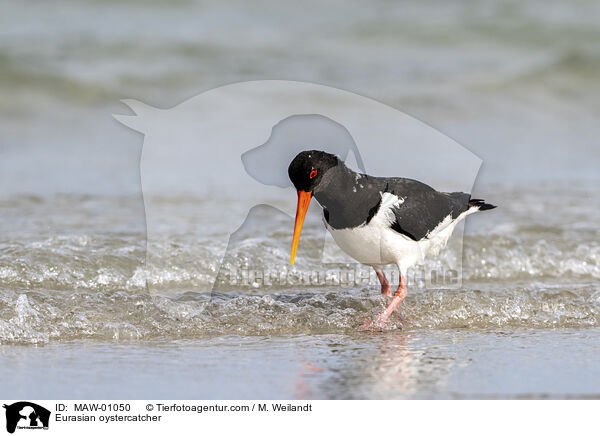 Austernfischer / Eurasian oystercatcher / MAW-01050