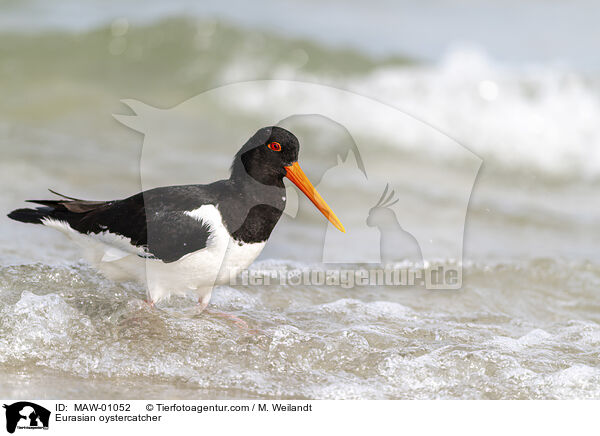 Eurasian oystercatcher / MAW-01052