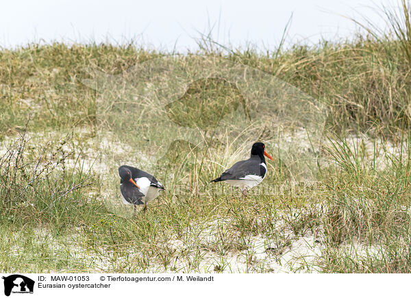 Austernfischer / Eurasian oystercatcher / MAW-01053