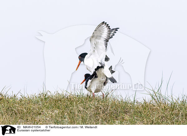 Austernfischer / Eurasian oystercatcher / MAW-01054