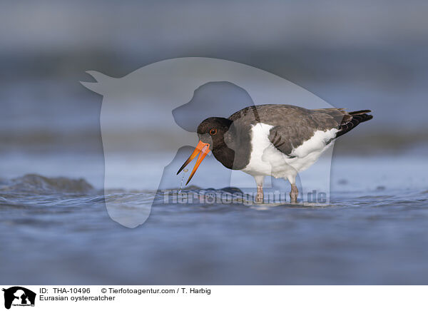 Austernfischer / Eurasian oystercatcher / THA-10496