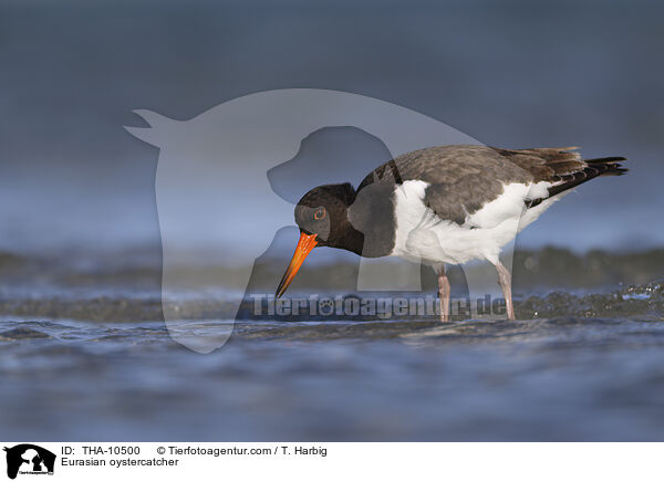 Austernfischer / Eurasian oystercatcher / THA-10500