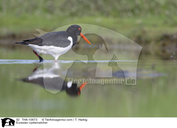 Austernfischer / Eurasian oystercatcher / THA-10673