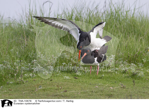 Austernfischer / Eurasian oystercatcher / THA-10678