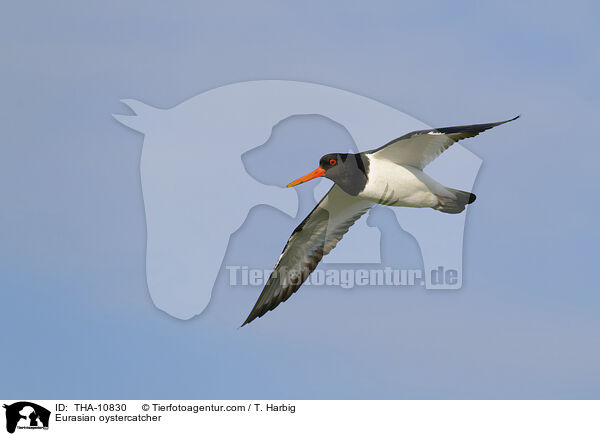 Eurasian oystercatcher / THA-10830