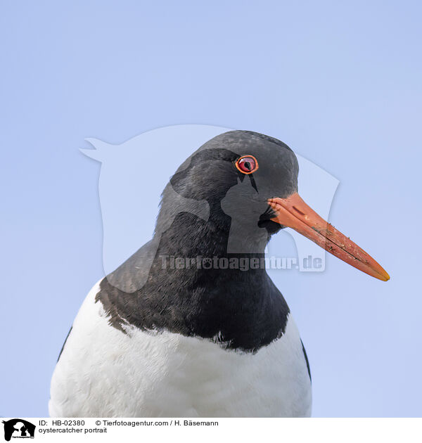 oystercatcher portrait / HB-02380