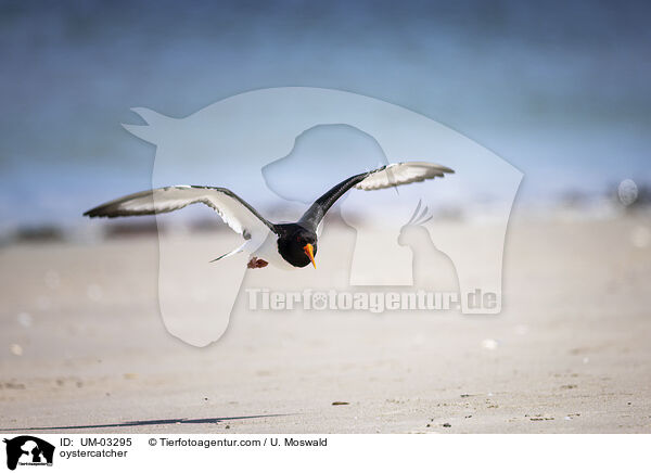 Austernfischer / oystercatcher / UM-03295