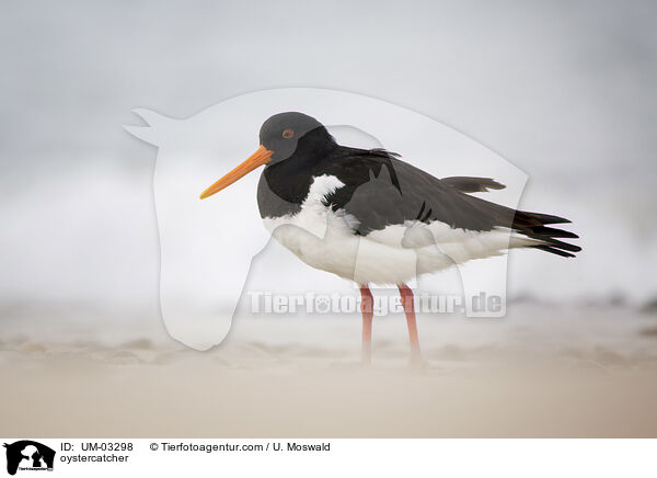 Austernfischer / oystercatcher / UM-03298