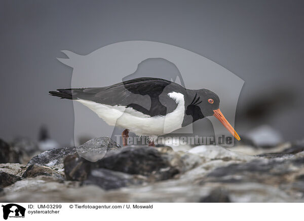 Austernfischer / oystercatcher / UM-03299