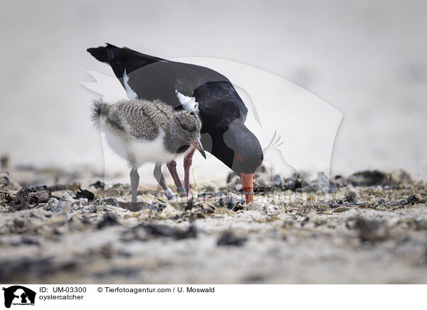 Austernfischer / oystercatcher / UM-03300