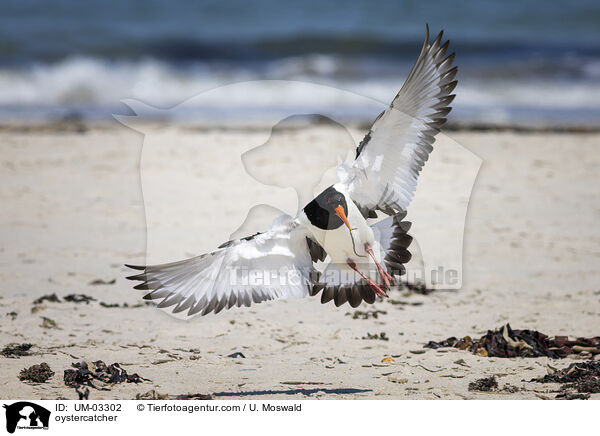 Austernfischer / oystercatcher / UM-03302