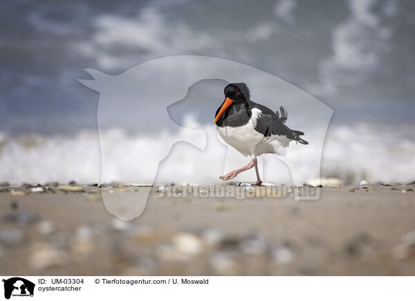 Austernfischer / oystercatcher / UM-03304