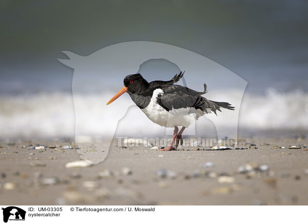 Austernfischer / oystercatcher / UM-03305