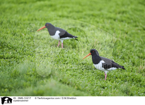 Austernfischer / oystercatcher / DMS-10217