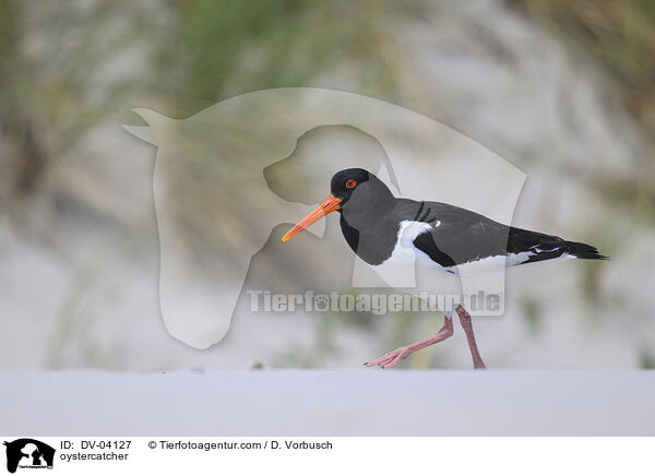 Austernfischer / oystercatcher / DV-04127