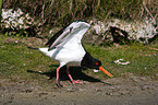 Eurasian oystercatcher