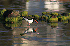 Eurasian oystercatcher