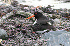 Eurasian oystercatcher