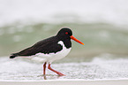 Eurasian oystercatcher