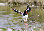 Eurasian oystercatcher