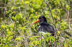 Eurasian oystercatcher