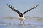 Eurasian oystercatcher