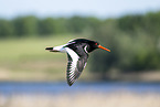 Eurasian oystercatcher