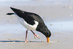 Eurasian oystercatcher