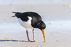 Eurasian oystercatcher