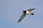 Eurasian oystercatcher