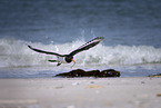 oystercatcher