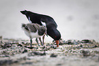 oystercatcher