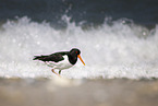 oystercatcher