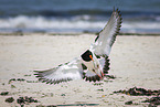 oystercatcher