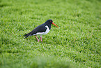 oystercatcher