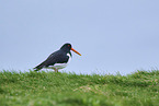 oystercatcher