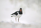 oystercatcher