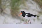 oystercatcher