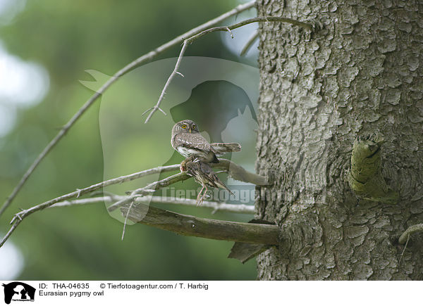 Sperlingskauz / Eurasian pygmy owl / THA-04635