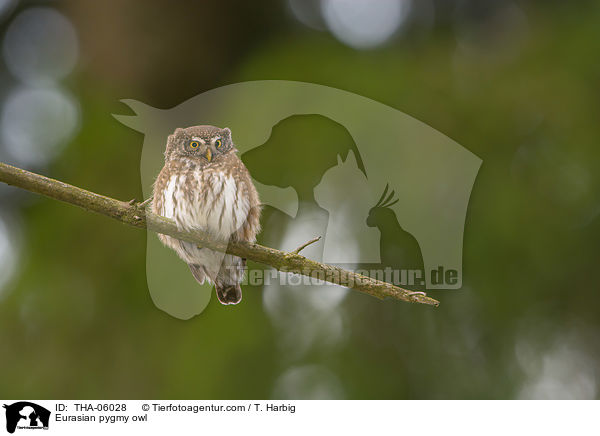 Sperlingskauz / Eurasian pygmy owl / THA-06028