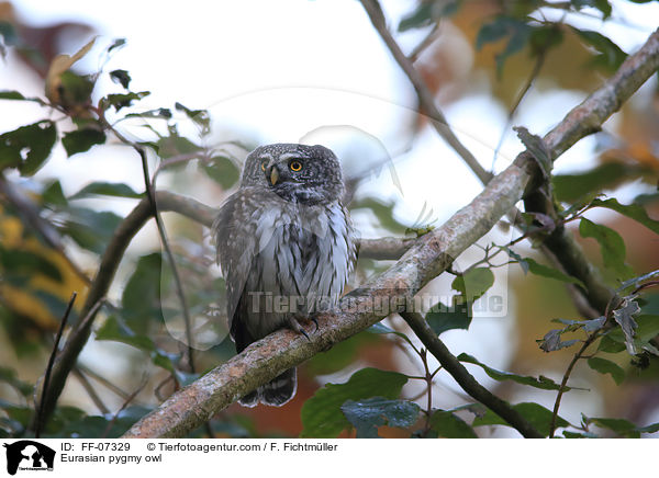 Sperlingskauz / Eurasian pygmy owl / FF-07329