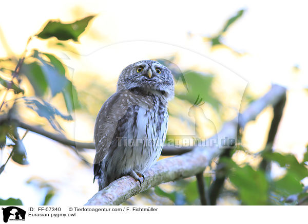 Sperlingskauz / Eurasian pygmy owl / FF-07340