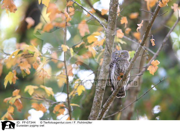 Sperlingskauz / Eurasian pygmy owl / FF-07344